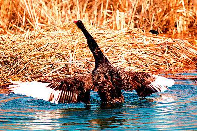 《暗黑破坏神4》新Bug 让永恒界域角色穿越到赛季世界